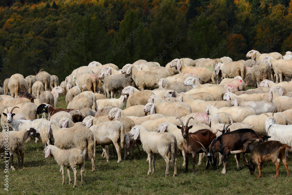 Fototapeta premium flock of numerous white sheep and some brown goats grazing in the middle of the green meadow