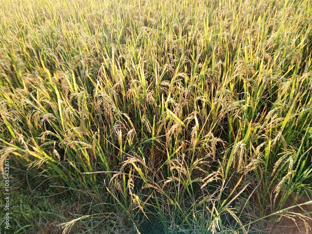 rice field with grass in the countryside rice field with grass in the countryside