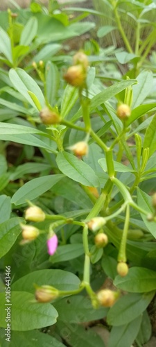 Blury yellow flowers of plant