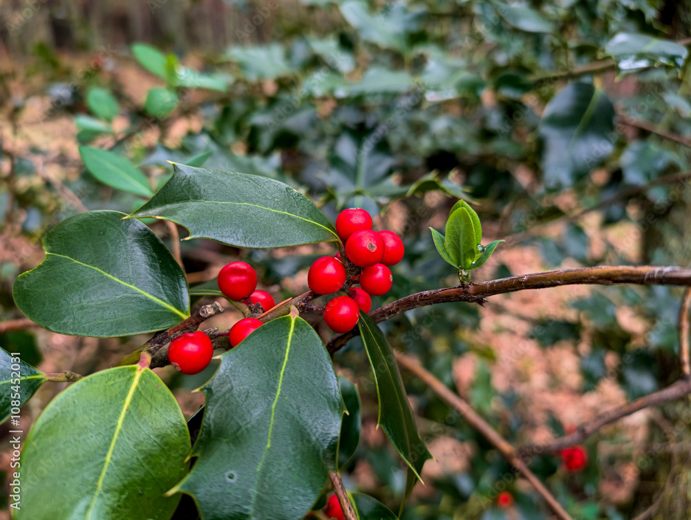 Obraz premium fruits, tree, autumn, leaves, nature, botany, branch, forest, pl