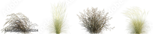 Set of Panicum virgatum (commonly known as switchgrass) and Stipa capillata isolated frontal png on a transparent background perfectly cutout