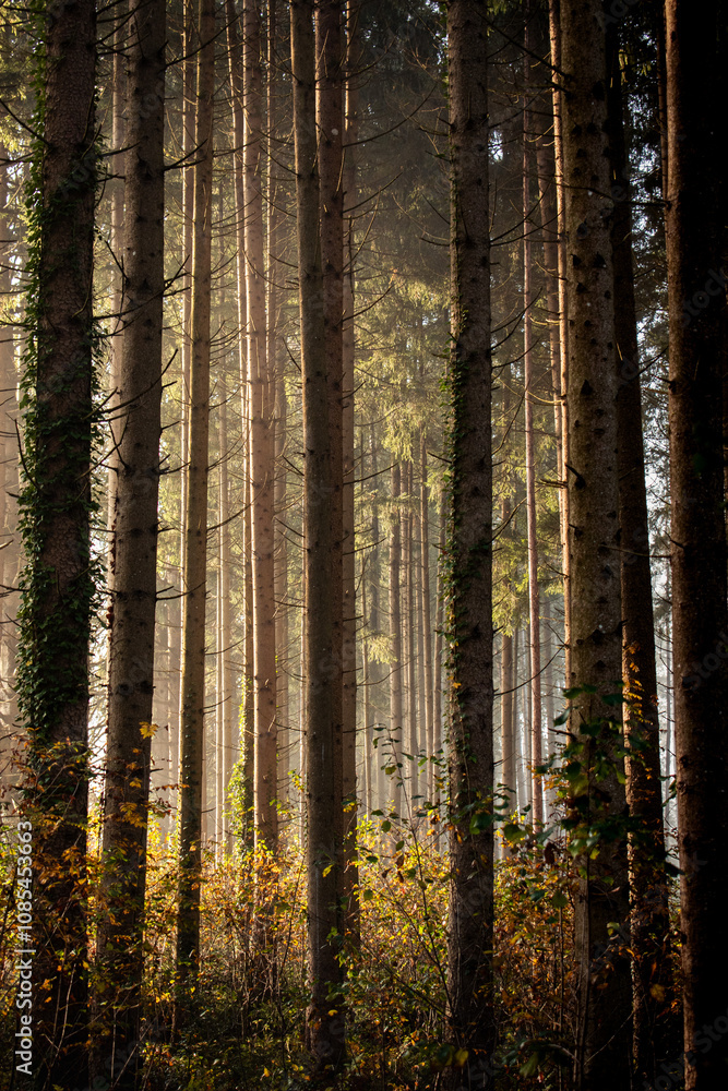 Naklejka premium Goldene Sonnenstrahlen im nebligen Wald