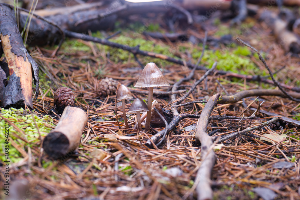 mushrooms, forest, autumn, nature, plants, botany, mountains, na