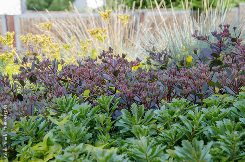 Rock garden with a variety of succulents