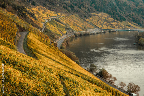 view of the Kroever vineyards in autumn season Germany Moselle River Valley