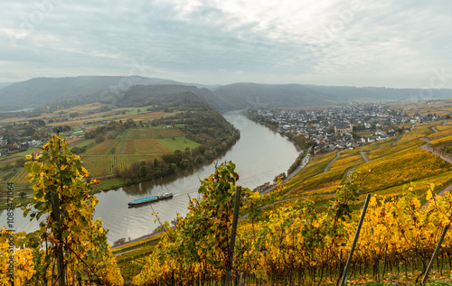 view of the Kroever vineyards in autumn season Germany Moselle River Valley photo