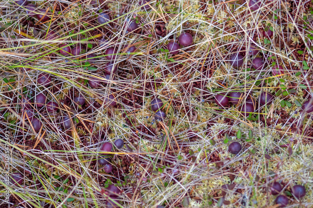 Wild cranberries growing in bog, autumn harvesting Wild cranberries growing in bog, autumn harvesting