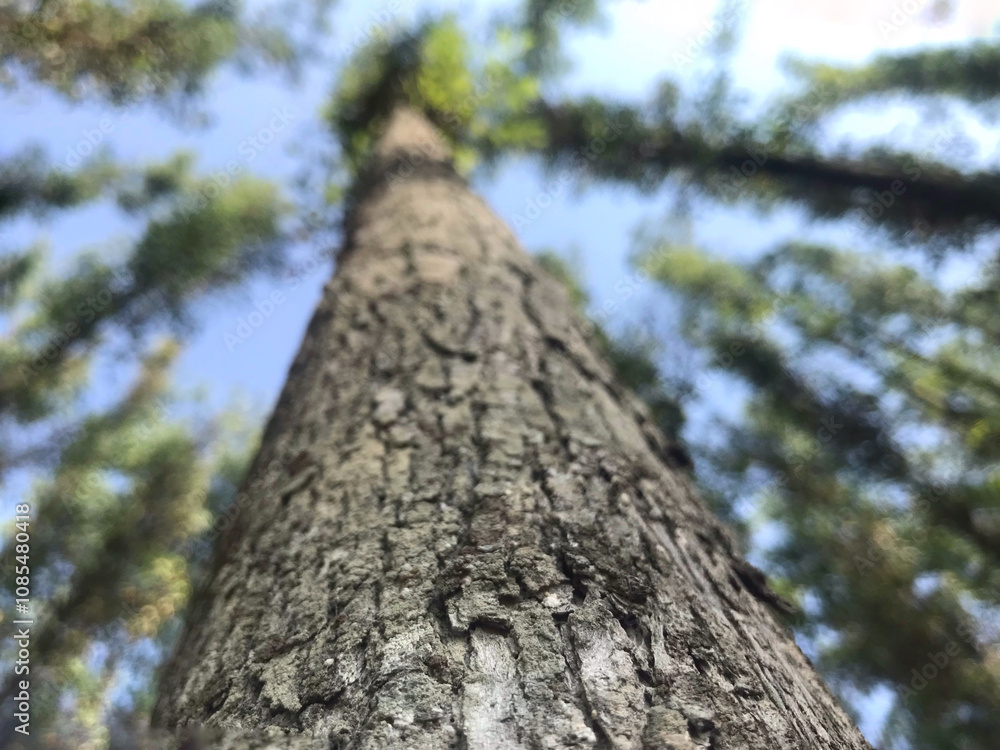 fertile eucalyptus plantation land with bright sunlight