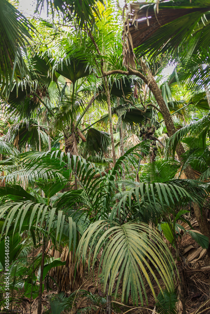 Fototapeta premium Beautiful Scenery In The Rainforest