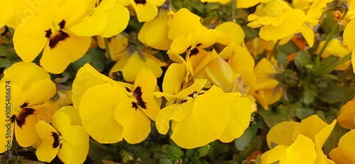 Wallpaper Mural viola Torontodigital.ca