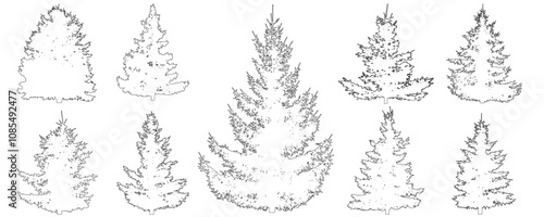Set of fir trees for architecture and landscape design, line drawing, contour. Vector illustration
