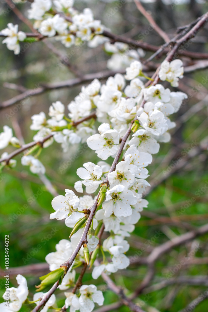 Flowering of the fruit plum tree. Snow-white flowers of the plum tree. Flowering of the fruit plum tree. Snow-white flowers of the plum tree.