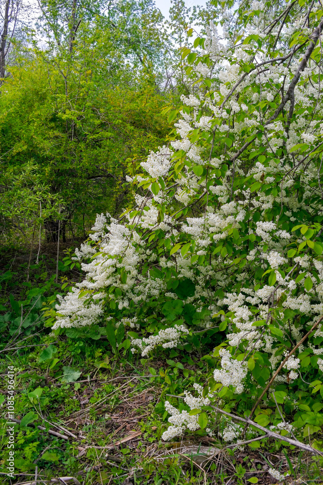 Bird cherry blossoms. Lots of little white bird cherry flowers. Feeling of spring, innocence and new beginnings. Bird cherry blossoms. Lots of little white bird cherry flowers. Feeling of spring, innocence and new beginnings.