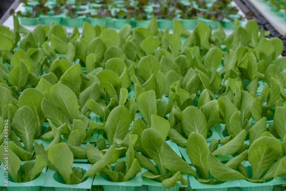 Green cos, Butter head hydroponics vegetable farm in Thailand. Select and soft focus. Green cos, Butter head hydroponics vegetable farm in Thailand. Select and soft focus.