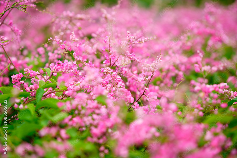 Beautiful close-up of vibrant pink flowers with soft focus background, creating a dreamy and romantic atmosphere in a natural outdoor setting with lush greenery. Beautiful close-up of vibrant pink flowers with soft focus background, creating a dreamy and romantic atmosphere in a natural outdoor setting with lush greenery.