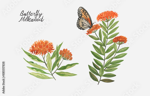 Fotografi Hand watercolor drawing butterfly milkweed