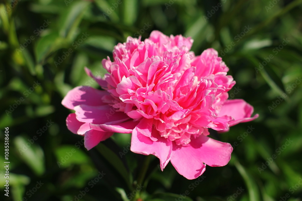 Beautiful pink peonies outdoors
Beautiful pink peonies outdoors
