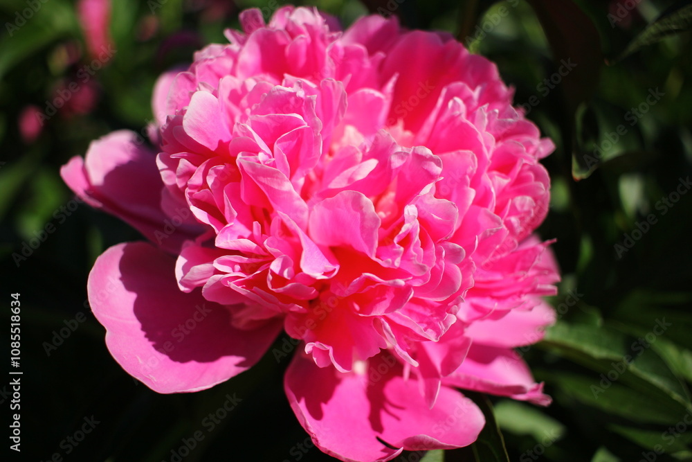 Fototapeta premium Beautiful pink peonies outdoors 