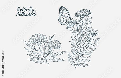 Hand drawing butterfly milkweed sketch