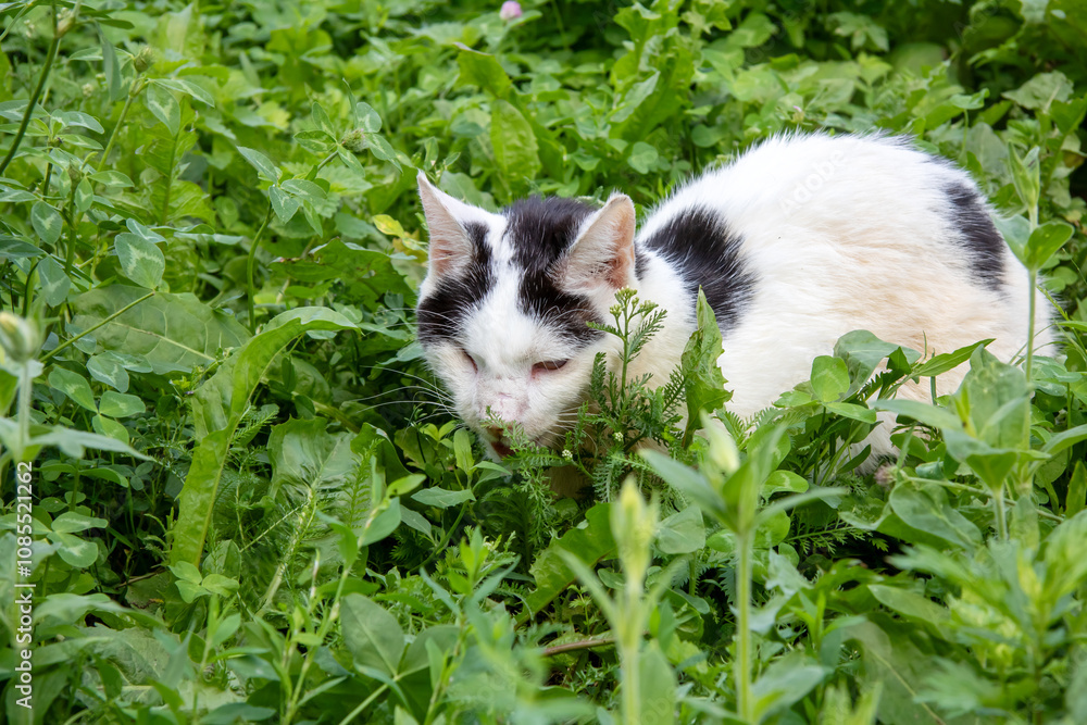 A black and white cat is comfortably lying in the grass, enjoying A black and white cat is comfortably lying in the grass, enjoying