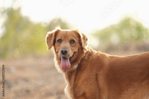 Portrait of a golden retriever in a park close-up, she sticks out her tongue and drools, the dog overheats in the summer. Hot climate is dangerous for dogs. The dog gets tired from the heat. photo