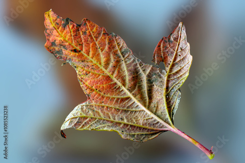 Herbstlaub, Einzelblätter, Makros