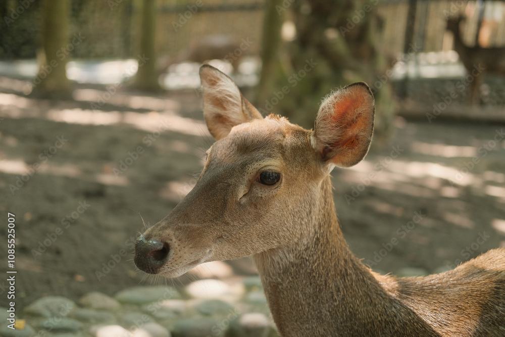 Close up portrait of Sambar deer lying in a park in tropical climate. Beautiful brown furred deer relaxing in a zoo on a free range. Wildlife protection. Close up portrait of Sambar deer lying in a park in tropical climate. Beautiful brown furred deer relaxing in a zoo on a free range. Wildlife protection.