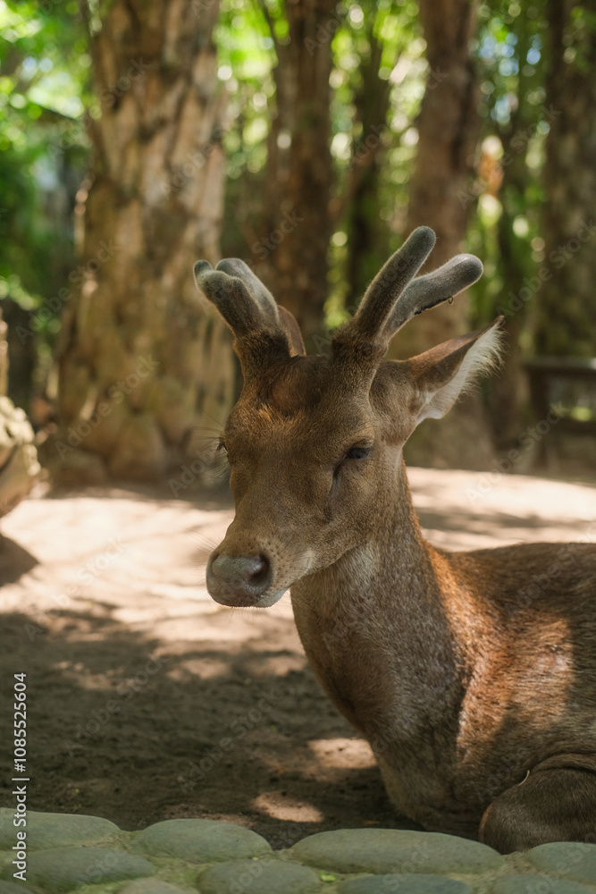 Close up portrait of Sambar deer lying in a park in tropical climate. Beautiful brown deer with small antlers resting in a zoo on a free range. Wildlife protection. Close up portrait of Sambar deer lying in a park in tropical climate. Beautiful brown deer with small antlers resting in a zoo on a free range. Wildlife protection.