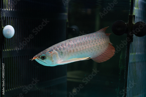 Asian arowana fish in fish tank for sale in ornamental fish market photo