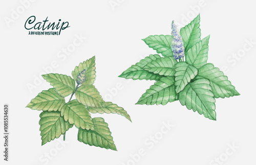 Hand drawn watercolor catnip flower, fresh sketch with health scent