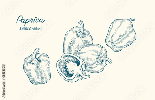 Paprica vector, fresh sketch illustration 3 best element vegetables can be used in harvest festival