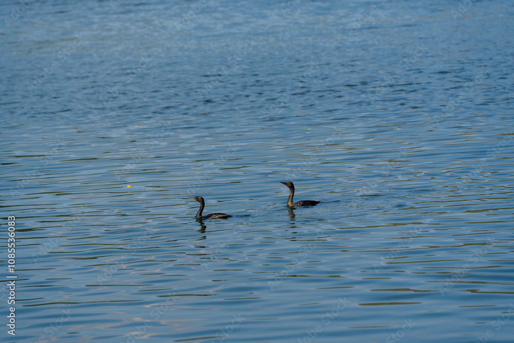 two cormorants swimming together on a calm, rippled water surface. Their close interaction suggests a social or nurturing moment, beautifully captured against the tranquil blue water. two cormorants swimming together on a calm, rippled water surface. Their close interaction suggests a social or nurturing moment, beautifully captured against the tranquil blue water.