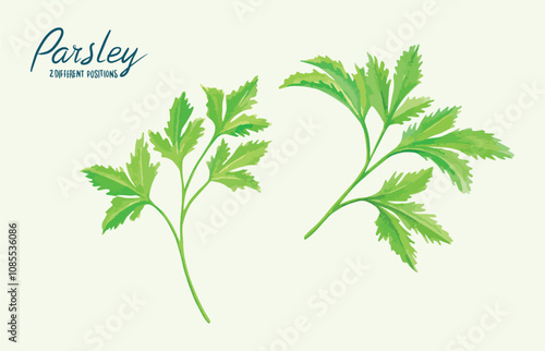 Hand drawn parsley leaf clip art vintage colored isolated on white background. Vector background. Hand drawn. Vintage style