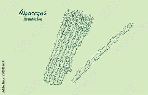 Asparagus hand drawn clip art vintage black and white isolated on pastel background. Vector background. Hand drawn. Vintage sketch style