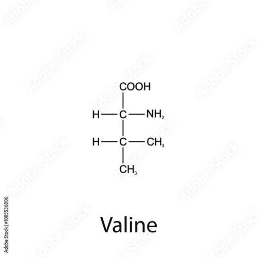 Chemical formula of valine. Essential amino acids. Organic chemistry. Vector.