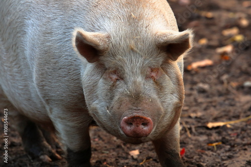 Closeup Portrait Of A Large Pigs Face