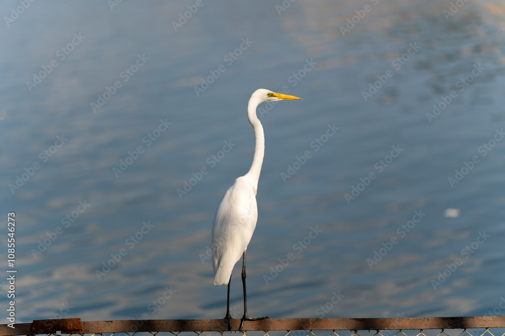 A graceful white egret stands on a rusted metal fence, against the serene backdrop of calm blue waters, showcasing the beauty of wildlife in harmony with nature. A graceful white egret stands on a rusted metal fence, against the serene backdrop of calm blue waters, showcasing the beauty of wildlife in harmony with nature.