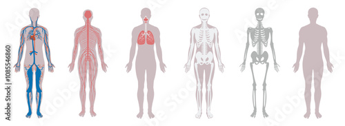 A detailed illustration set depicting human body systems, including skeletal, circulatory, respiratory, nervous, and muscular systems. Perfect for educational and medical purposes.
