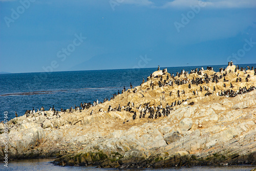 Bird rookery on the rocks in Beagle channel