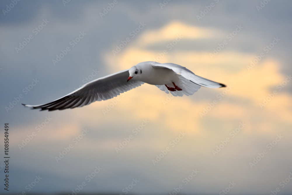 Obraz premium Seagull flying with open wings, closeup