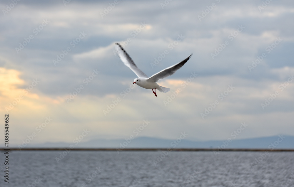 Seagull flying with open wings on a sea, under clouds Seagull flying with open wings on a sea, under clouds