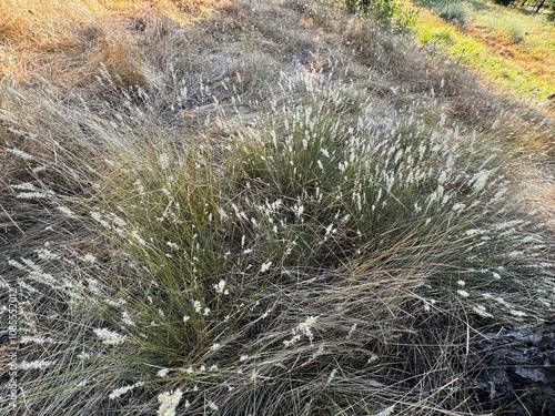 Hairy melic - Latin name - Melica ciliata. Beautiful blooming silky-spike melic in the field. Close-up. Melica ciliata, the hairy melic or silky spike melic, is a species of flowering plant. photo