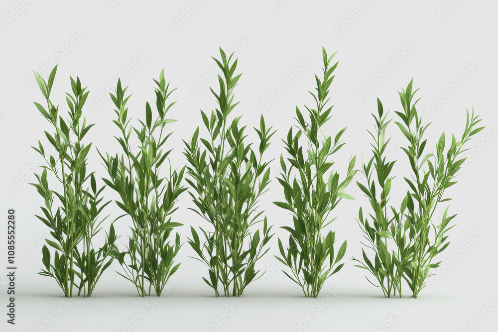 Fototapeta premium Detailed Illustration of Isolated Organic Herbs on White Background for Use in Natural Product Concept Designs and Health-Focused Marketing Materials