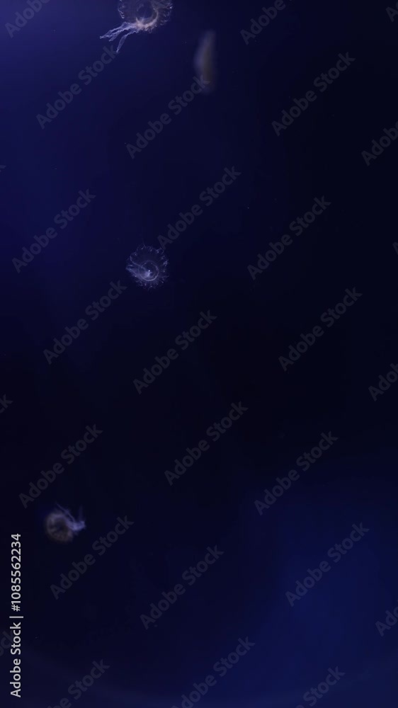 Two jellyfish drift serenely in the deep blue, their delicate forms glowing faintly in the water's vast darkness. The simplicity and grace of their movement inspire a calming sense of wonder. Two jellyfish drift serenely in the deep blue, their delicate forms glowing faintly in the water's vast darkness. The simplicity and grace of their movement inspire a calming sense of wonder.