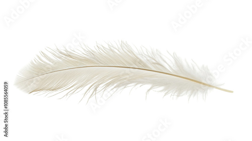 White animal feather from owl transparent background