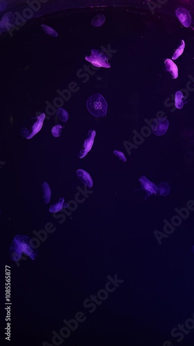 A captivating scene of moon jellyfish Aurelia aurita gracefully swimming in deep dark water under soft purple illumination creating a tranquil and magical underwater environment photo