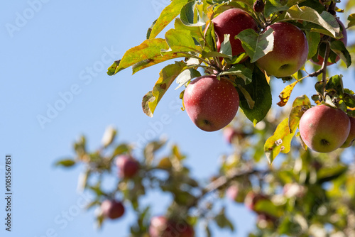 Ripe red apples on old trees in abandoned gardens not far from Almaty. photo