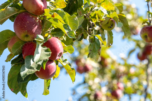 Ripe red apples on old trees in abandoned gardens not far from Almaty.