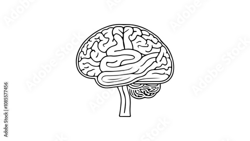 human brain vector outline illustration, brain idea think black and white vector illustration 