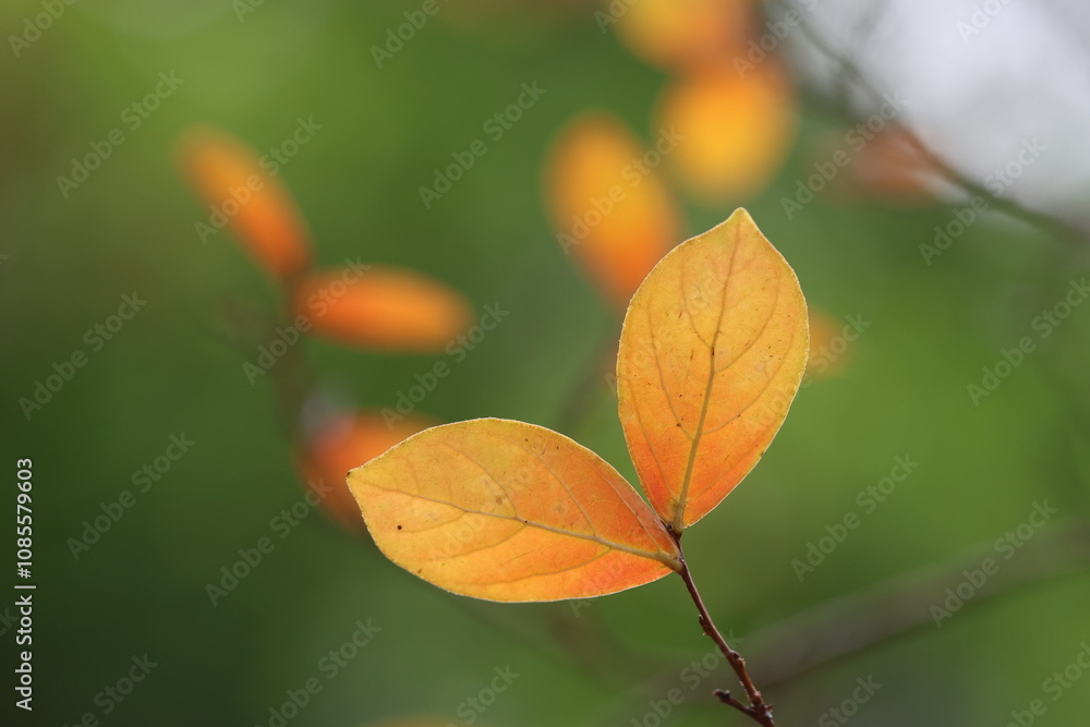 leaves of Lagerstroemia indica (Crape Myrtle) in autumn leaves of Lagerstroemia indica (Crape Myrtle) in autumn